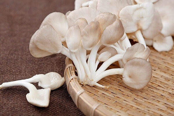 tác dụng của nấm bào ngư